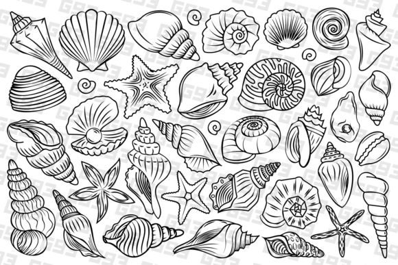 Download Line Art Seashell Illustrations - Sea Collection